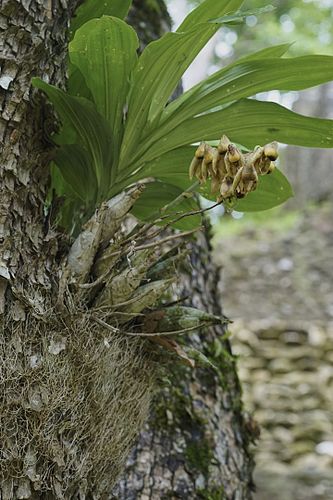 Catasetum integerrimum